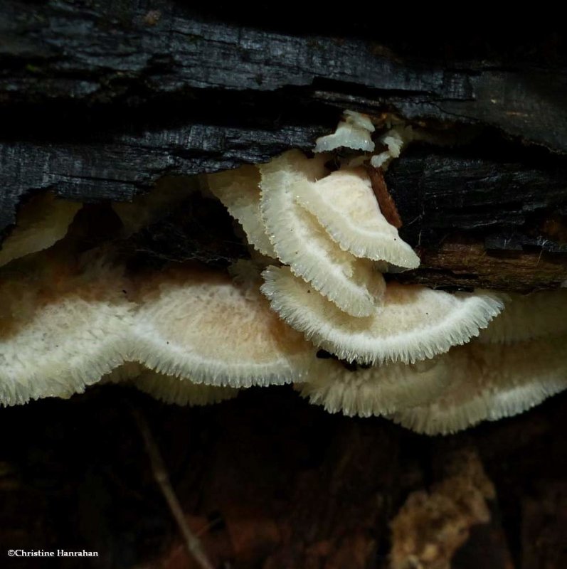 Fungus (Phlebia tremellosa)