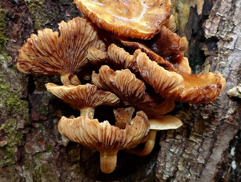 Mushrooms  (Armillaria?)