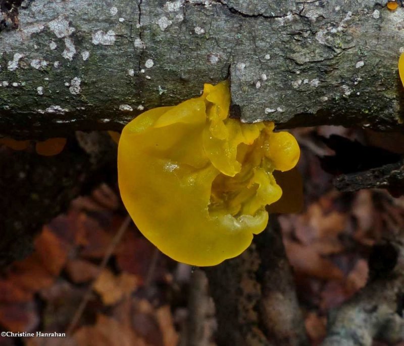 Witch's butter fungus (Tremella mesenterica)