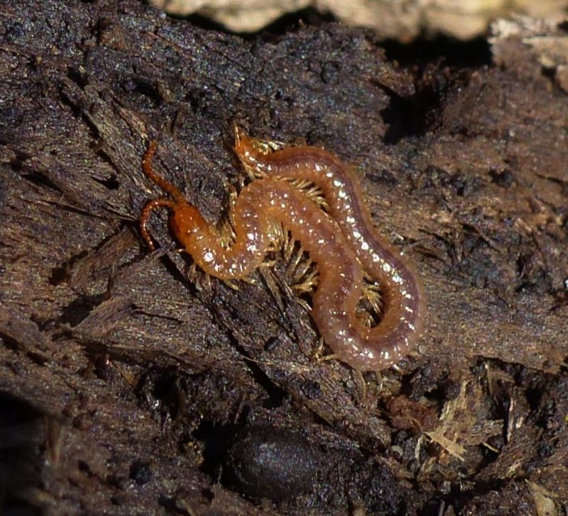 Centipede (Geophilus vitattus)