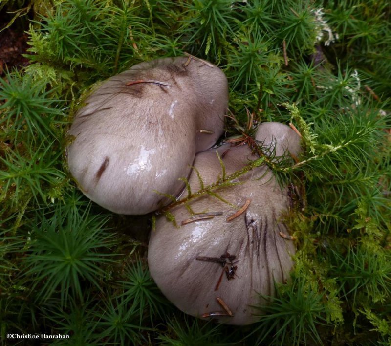 Mushroom (Tricholoma sp.)