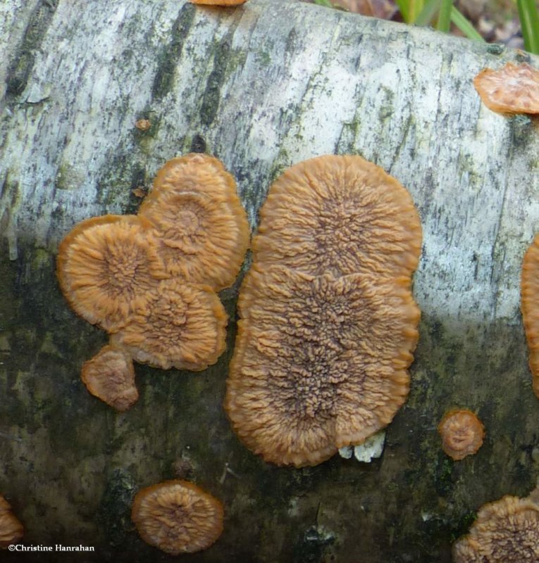 Fungus (Phlebia radiata)