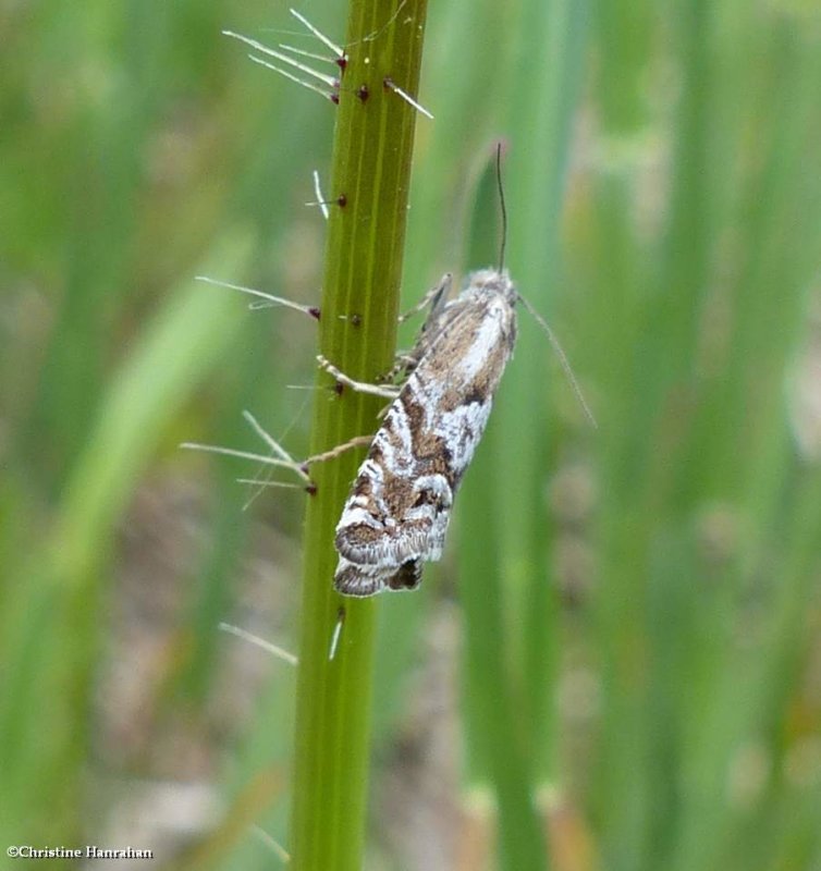 Tortricid moth (Eucosmini)