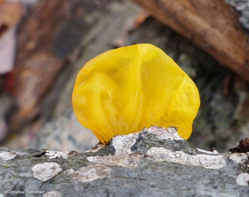 Witch's butter fungus (Tremella mesenterica)