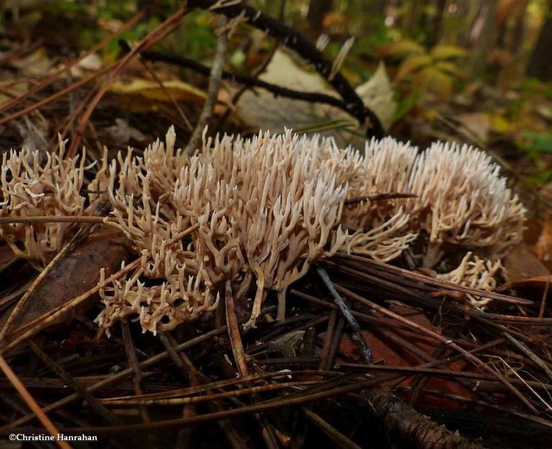 Coral fungus, possibly Ramaria sp.