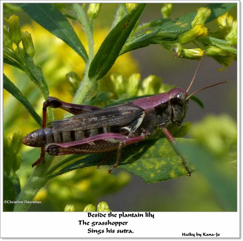 The grasshopper sings his sutra