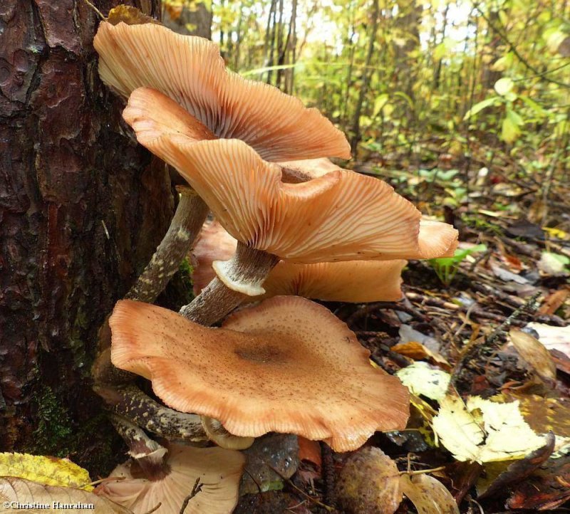 Honey Mushrooms  (Armillaria)