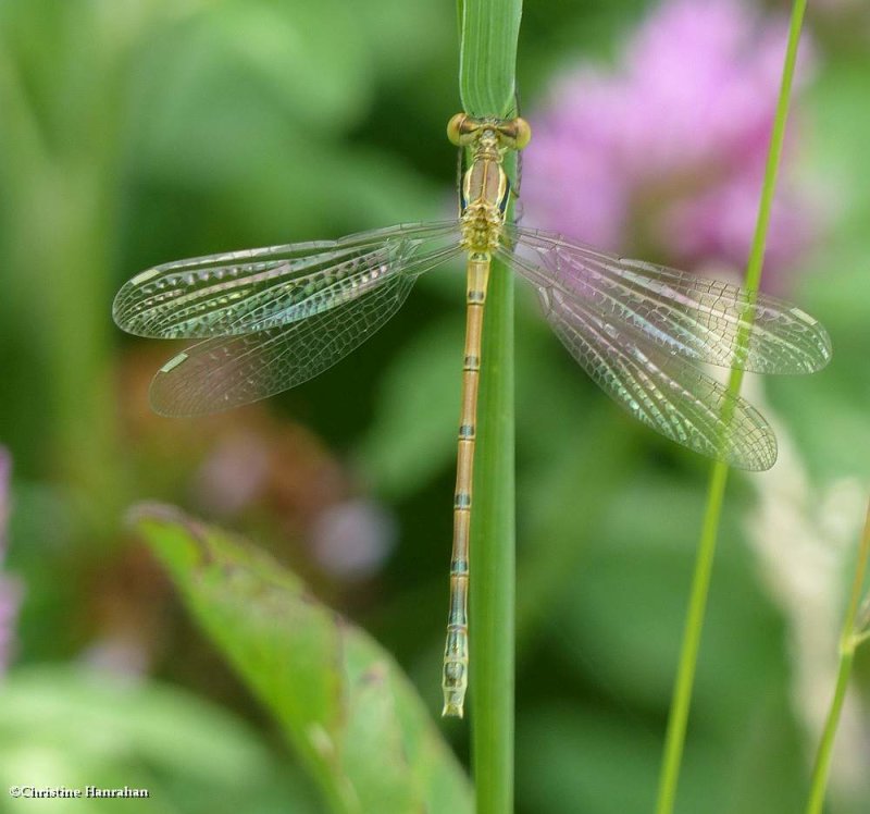 Spreadwing (Lestes sp.)