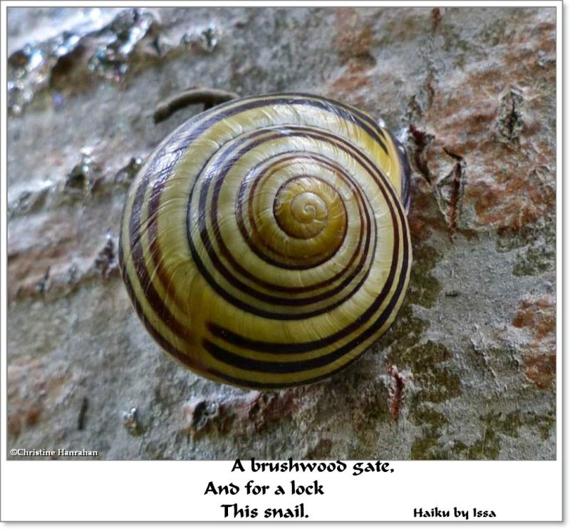 The snail...