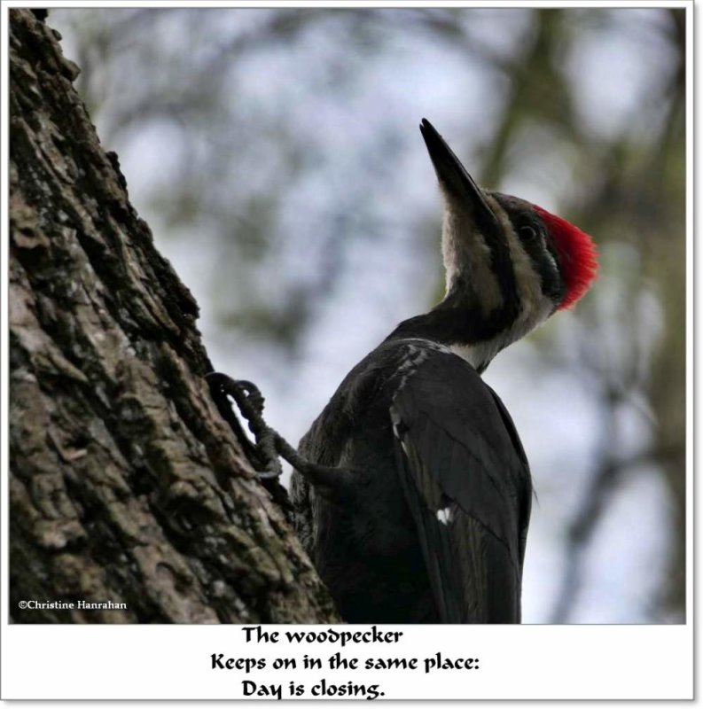The woodpecker...