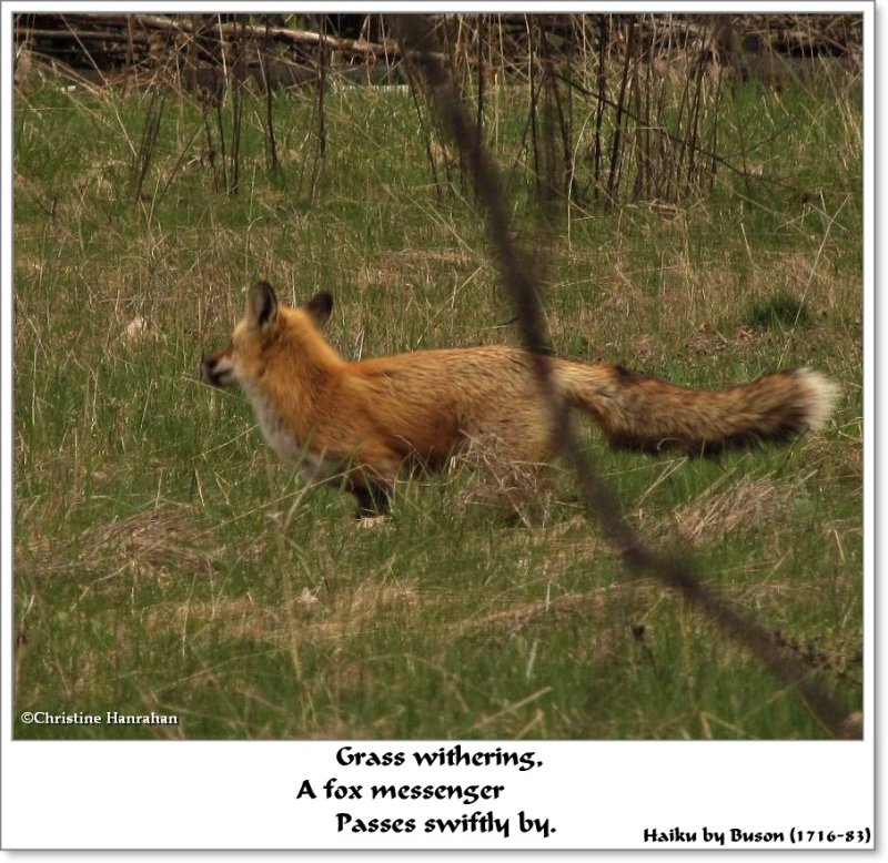 Fox messenger