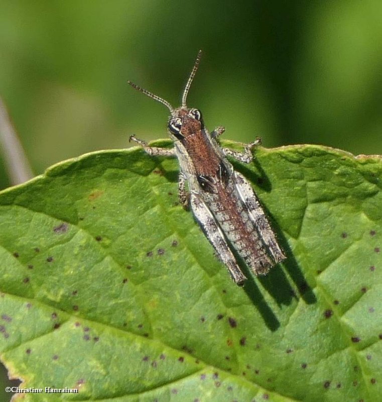 Grasshopper (Melanoplus)