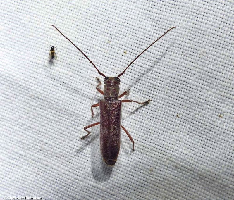 Hickory saperda longhorn beetle (Saperda discoidea)