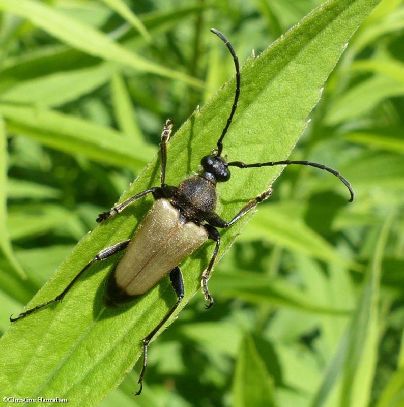 Long-horned beetle (Trigonarthris subpubescens)