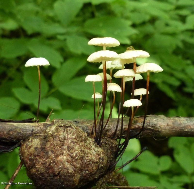 Mushrooms (Marasmius)