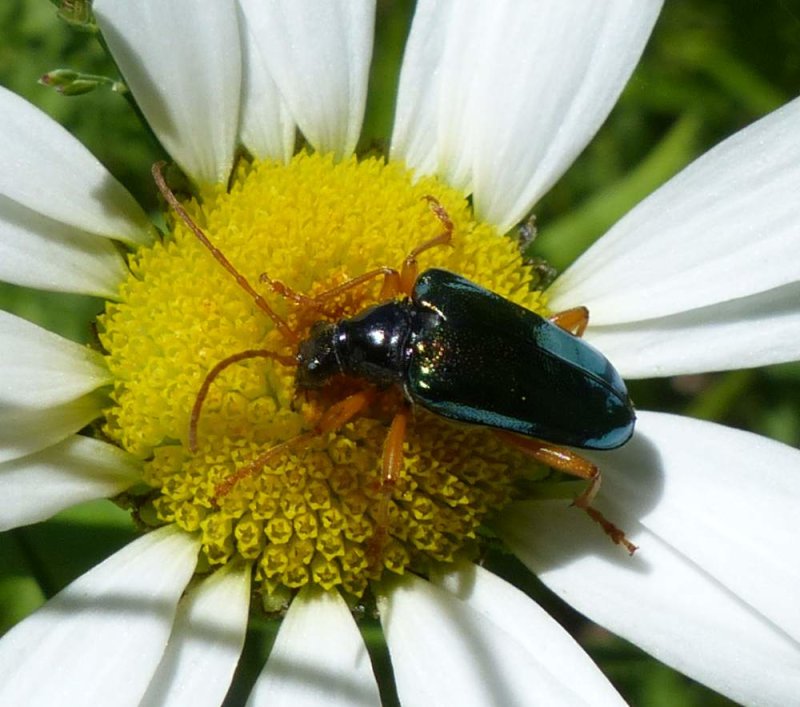 Flower longhorn (Gaurotes cyanipennis)