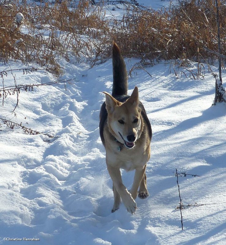 Happy dog