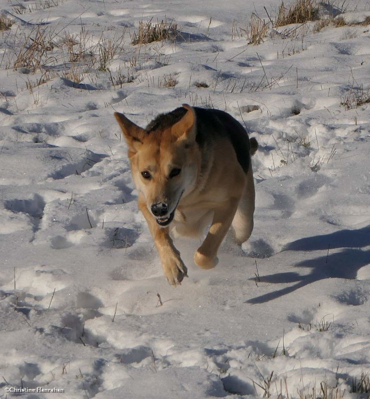 Cleo loves winter