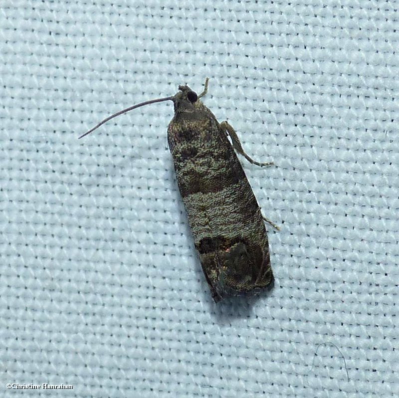 Codling moth  (Cydia pomonella), #3492