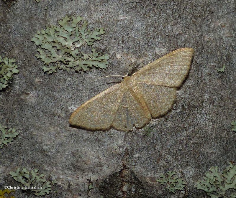 Common tan wave moth (Pleuroprucha insulsaria), #7132