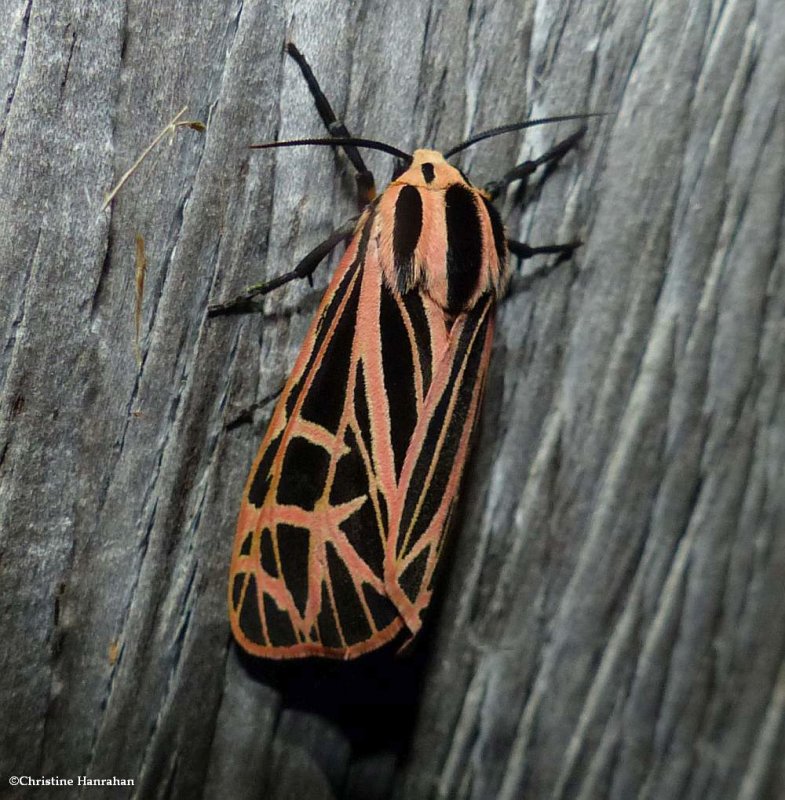 Tiger moth (Apantesis sp.)