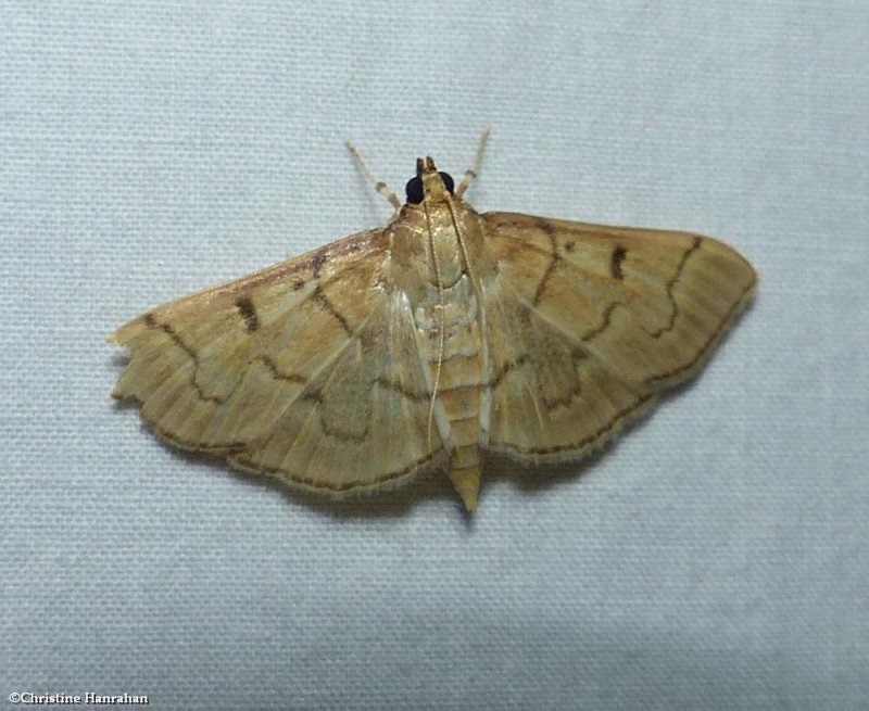 Crambid snout moth (Herpetogramma theseusalis), #5279