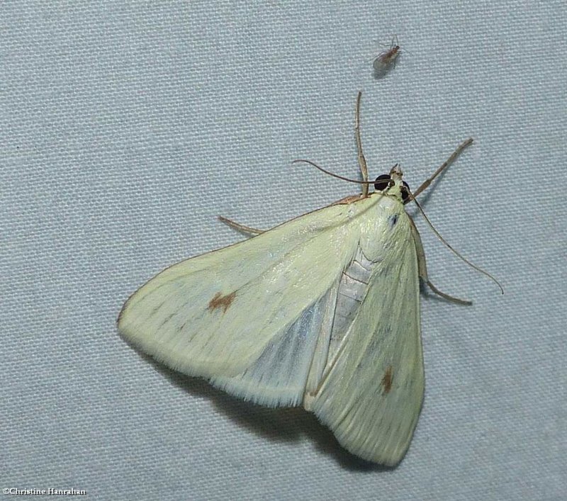 Carrot seed moth  (Sitochroa palealis), #4986.1