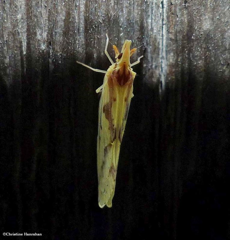 Derbid planthopper (Otiocerus wolfii)