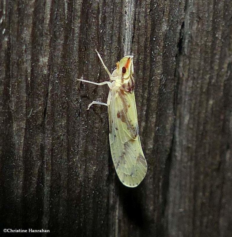 Derbid planthopper (Otiocerus wolfii)