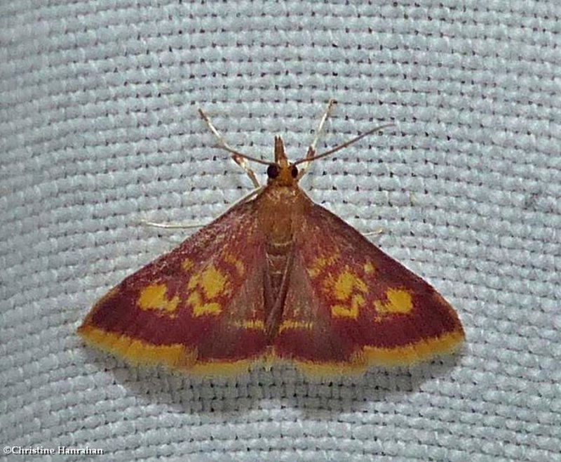 Mint-loving pyrausta moth (Pyrausta acrionalis), #5071