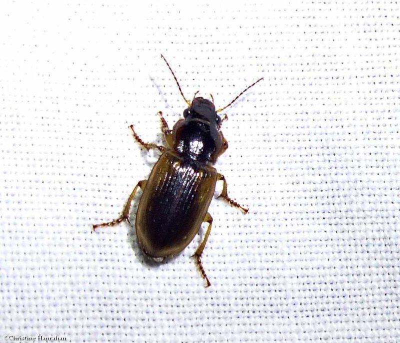Ground beetle (<em>Anisodactylus discoideus</em>)
