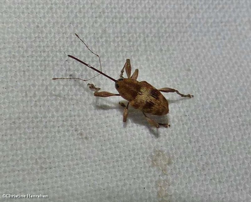 Snout weevil (Curculio sp.)