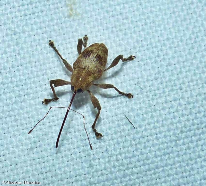 Snout weevil (Curculio sp.)