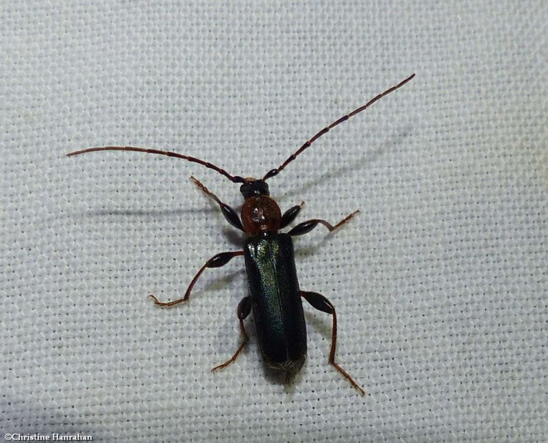 Tanbark Borer beetle  (Phymatodes testaceus)