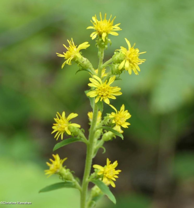 Goldenrod, Squarrous (Solidago squarrosa)