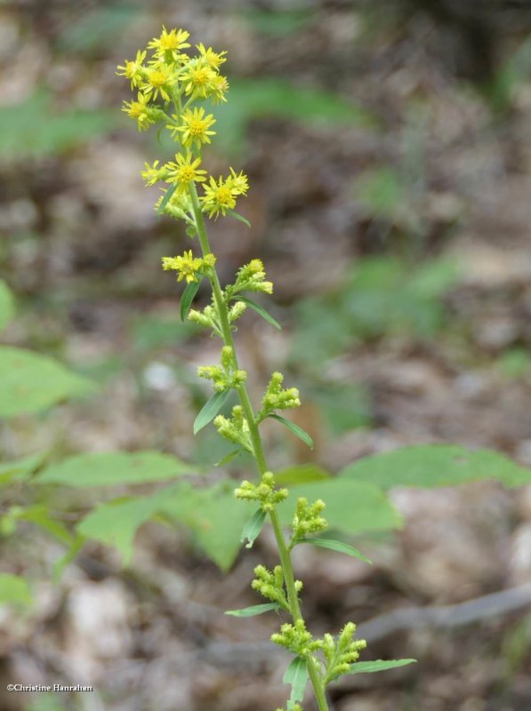 Goldenrod, Squarrous (Solidago squarrosa)