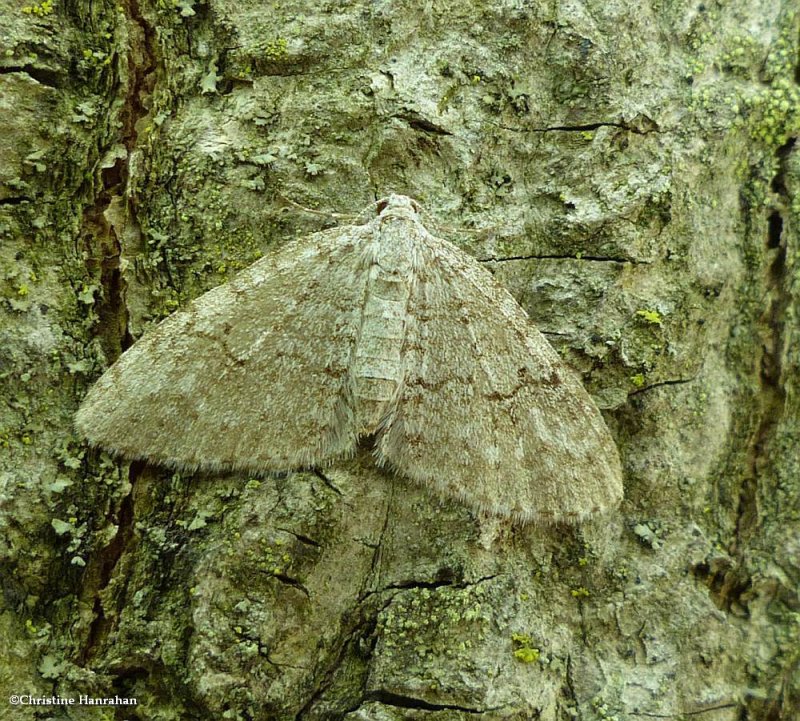 Brown-shaded carpet moth  (Venusia comptaria), #7428