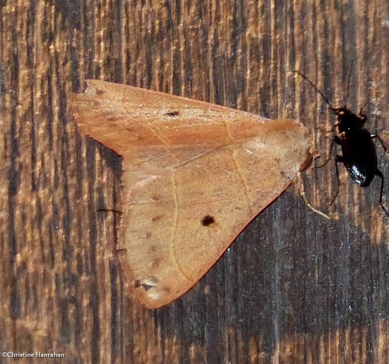 Red-lined panopoda moth (Panopoda rufimargo), #8587