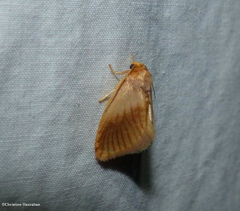 Early button slug moth (Tortricidia testacea), #4652