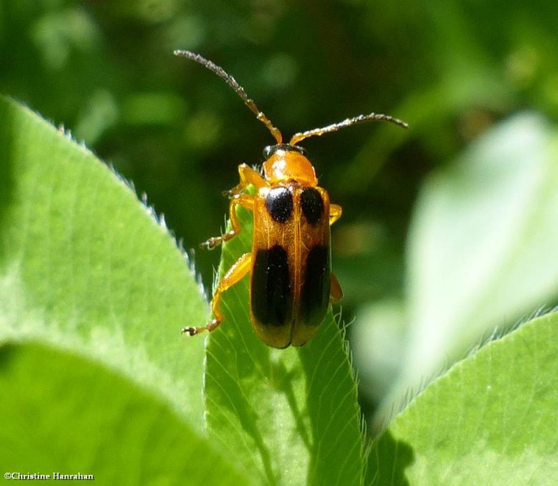 Chrysomelid beetle (Phyllobrotica decorata)