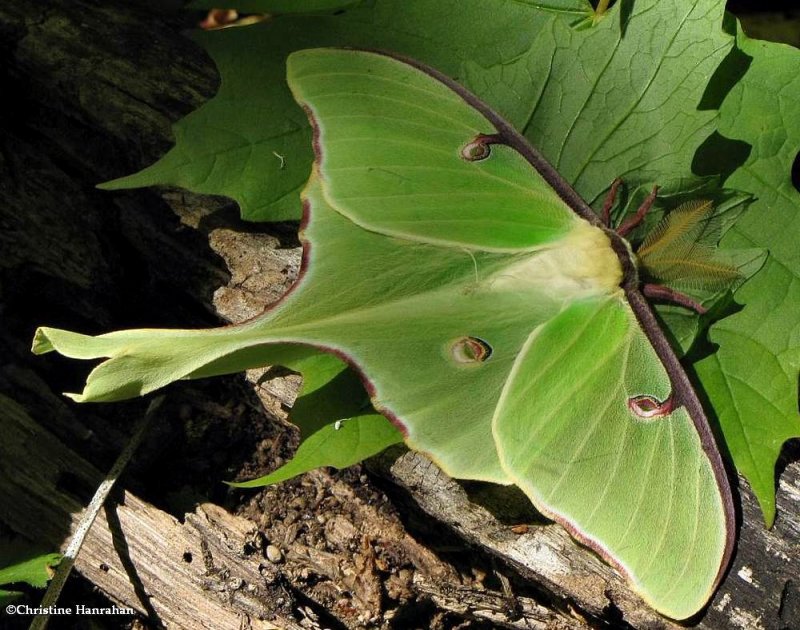 Luna moth (<em>Actias luna</em>), #7758