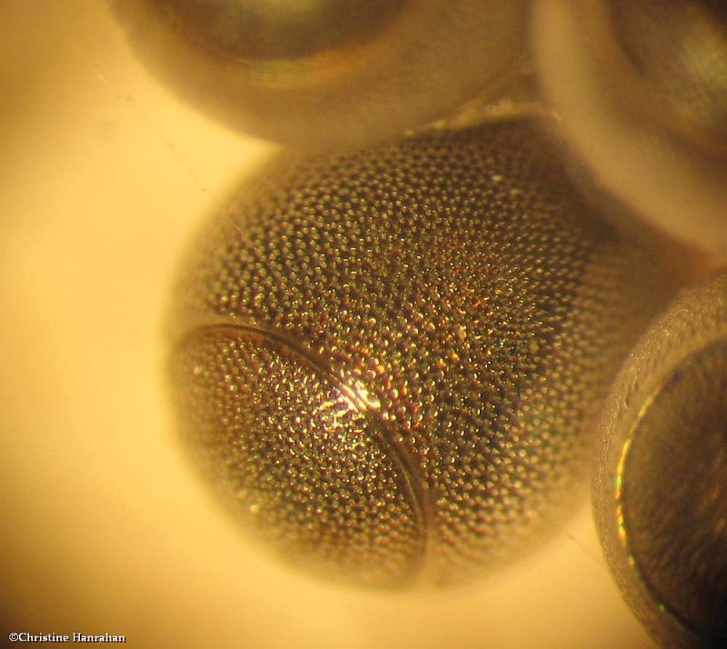 Stinkbug eggs (Pentatomidae)