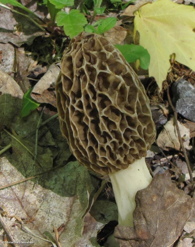 Family: Morchellaceae (Morels),  and Genus: Gyromitra ( False Morels)