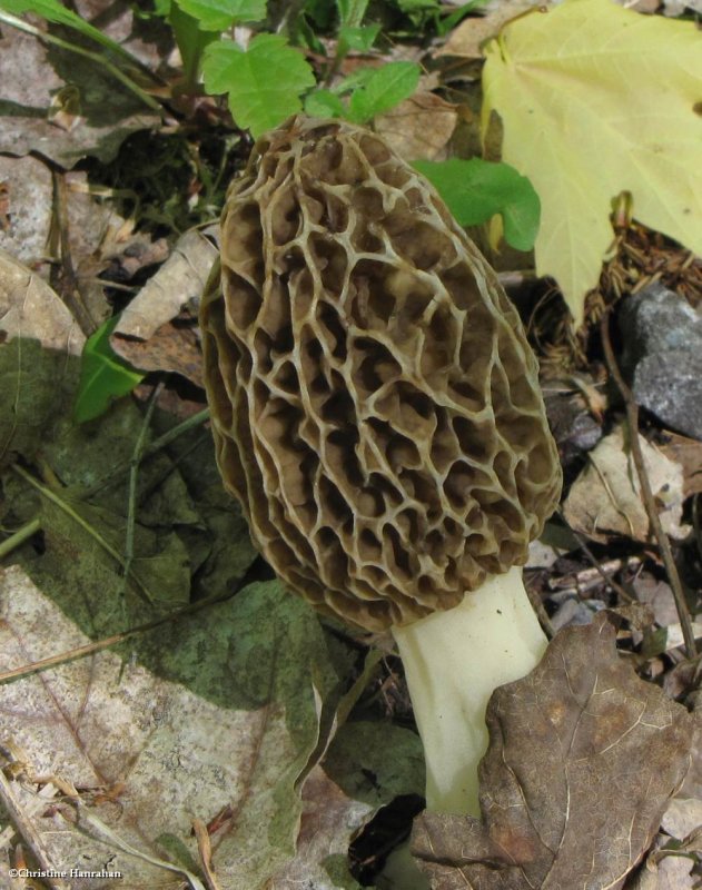 Morel