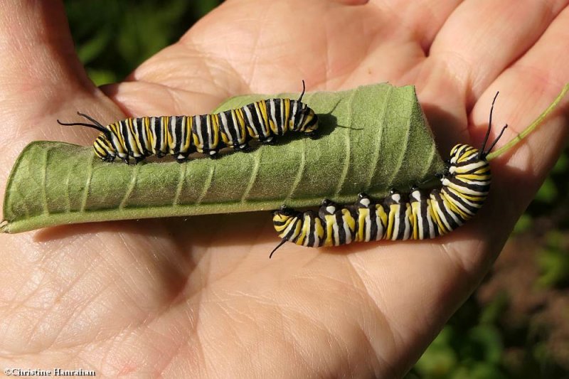 M is for Monarch Butterfly caterpillars