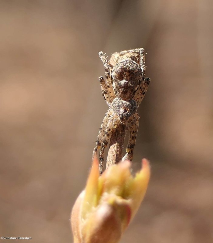 Crab Spider (Philodromus sp.)