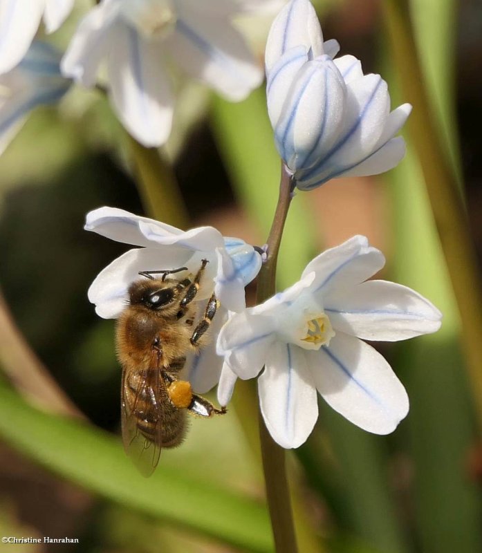 Honey bee at work