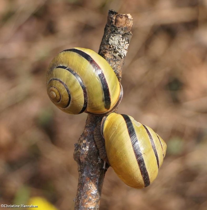 Brown-lipped Snails (Cepaea nemoralis)