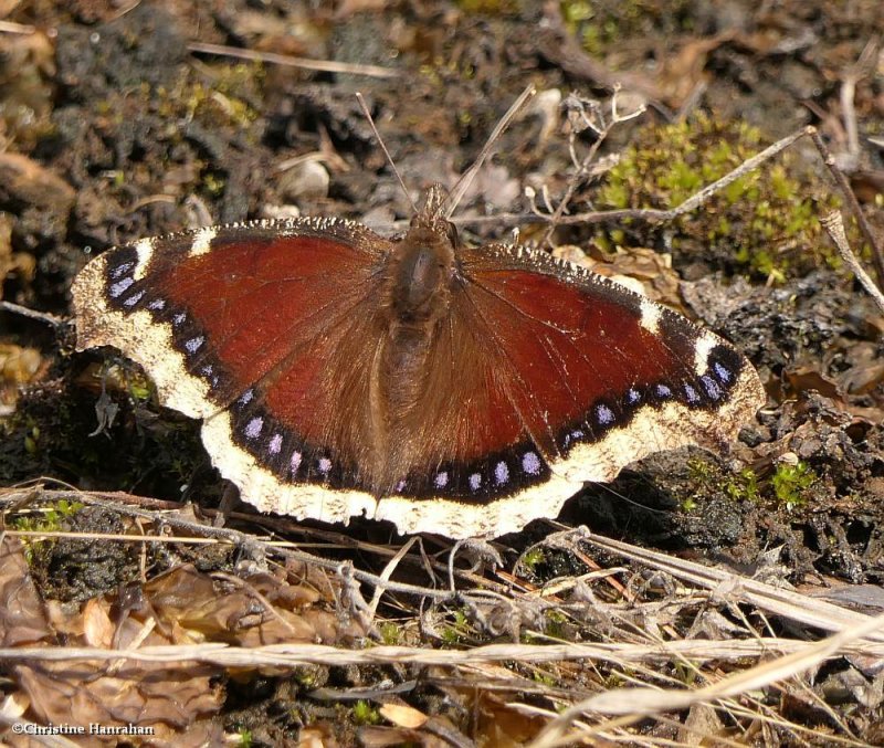 Natural:  Mourning cloak butterfly  (Nymphalis antiopa)