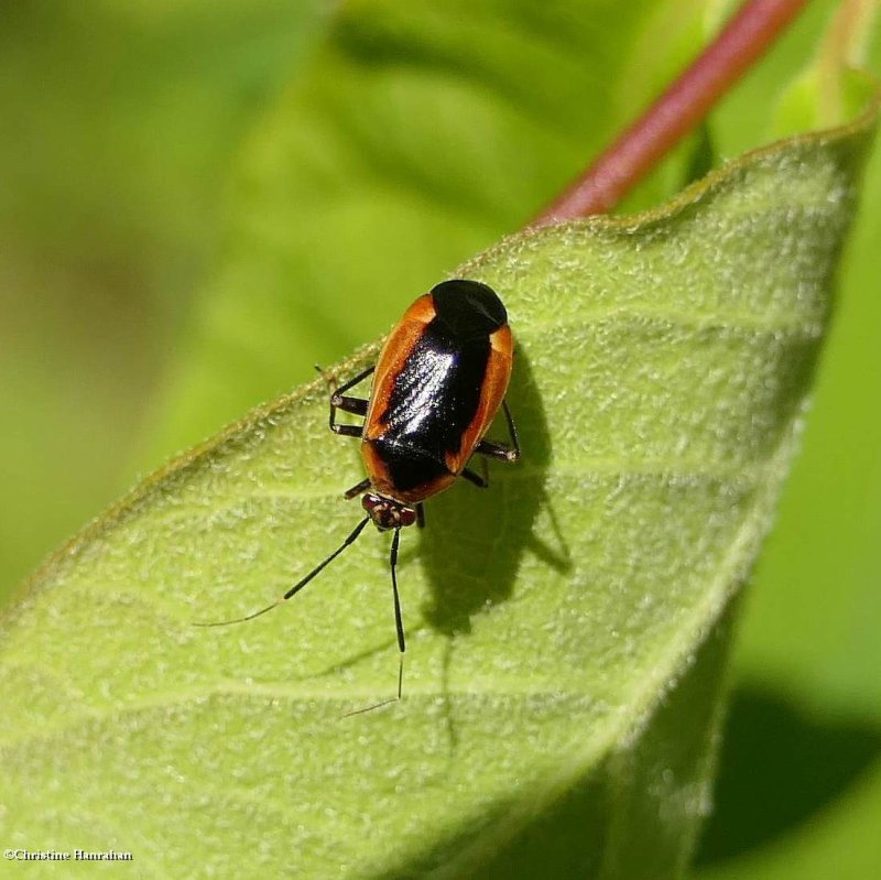 Plant bug (Metriorrhynchomiris dislocatus)